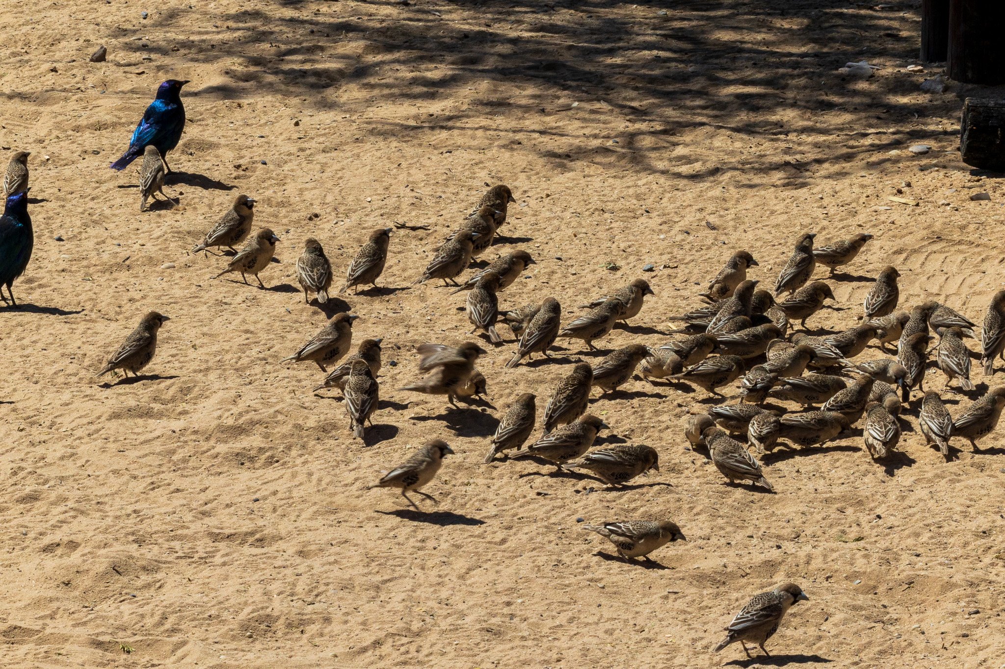 _namibia23ago27114.jpg