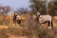_namibia23ago27115_small.jpg