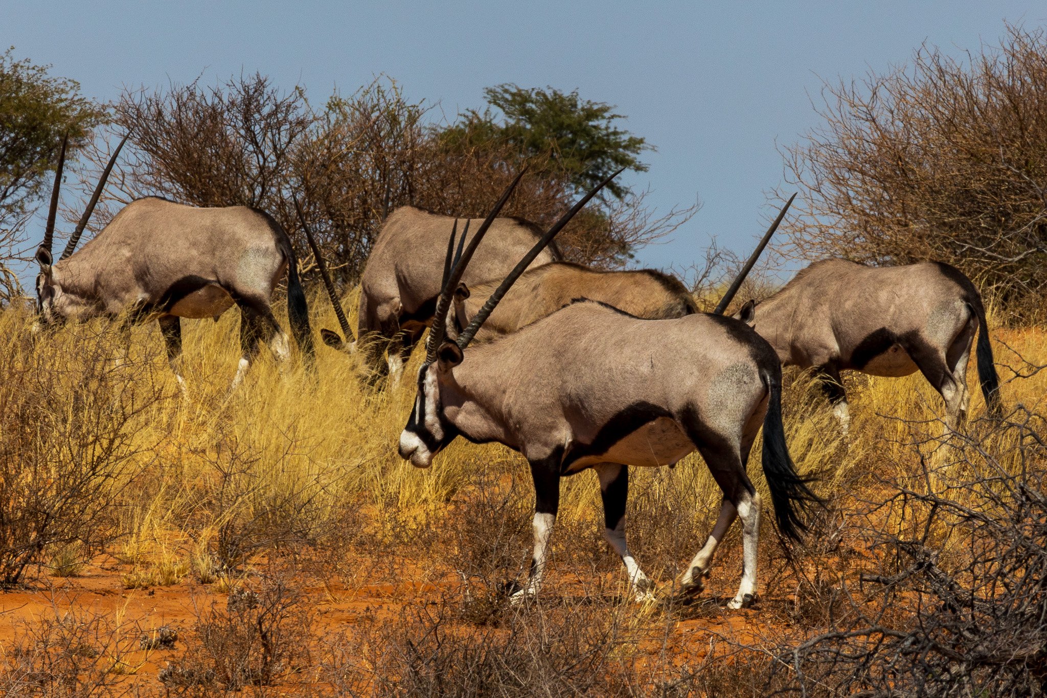 _namibia23ago27116.jpg