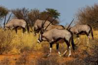 _namibia23ago27116_small.jpg