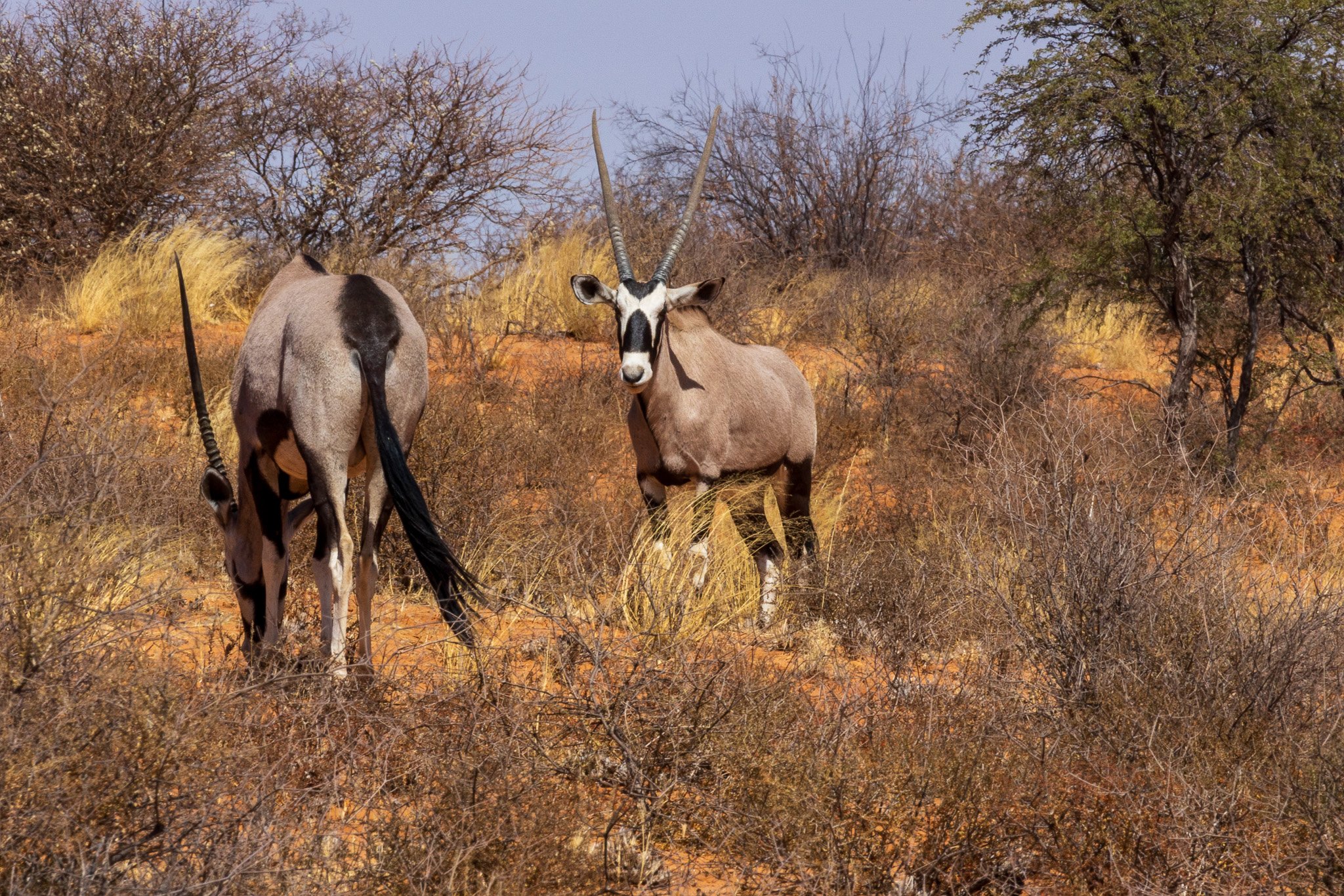 _namibia23ago27117.jpg
