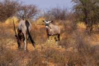 _namibia23ago27117_small.jpg