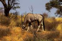 _namibia23ago27118_small.jpg