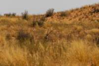 _namibia23ago27122_small.jpg