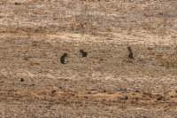 _namibia23ago27139_small.jpg