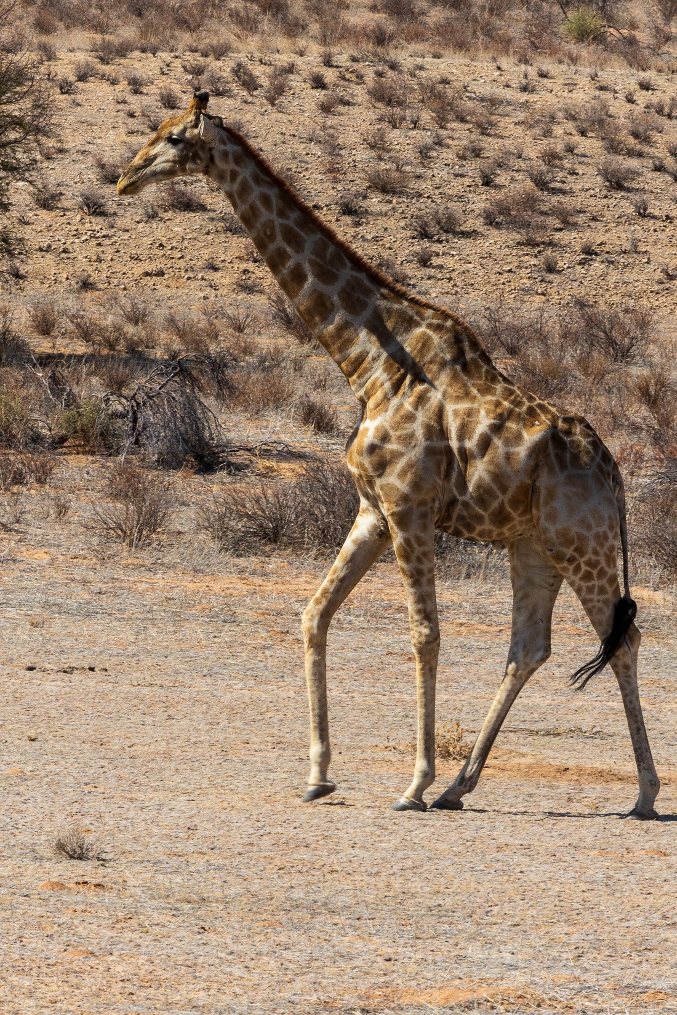 _namibia23ago27144.jpg