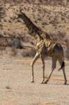 _namibia23ago27144_small.jpg