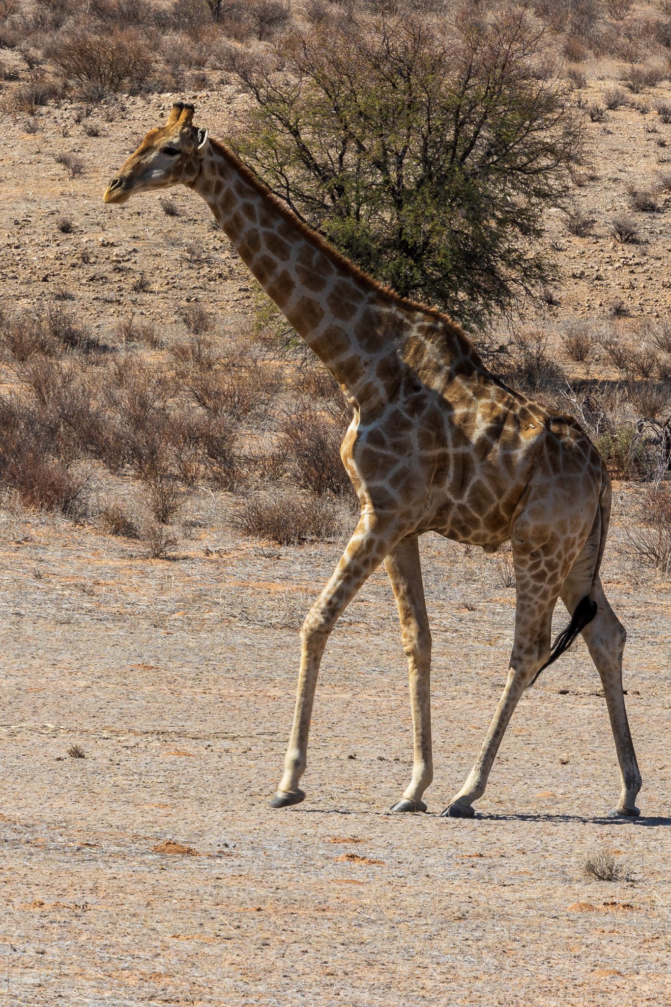 _namibia23ago27145.jpg