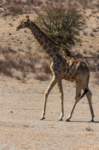 _namibia23ago27145_small.jpg