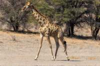 _namibia23ago27146_small.jpg