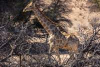 _namibia23ago27147_small.jpg