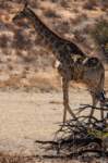 _namibia23ago27148_small.jpg