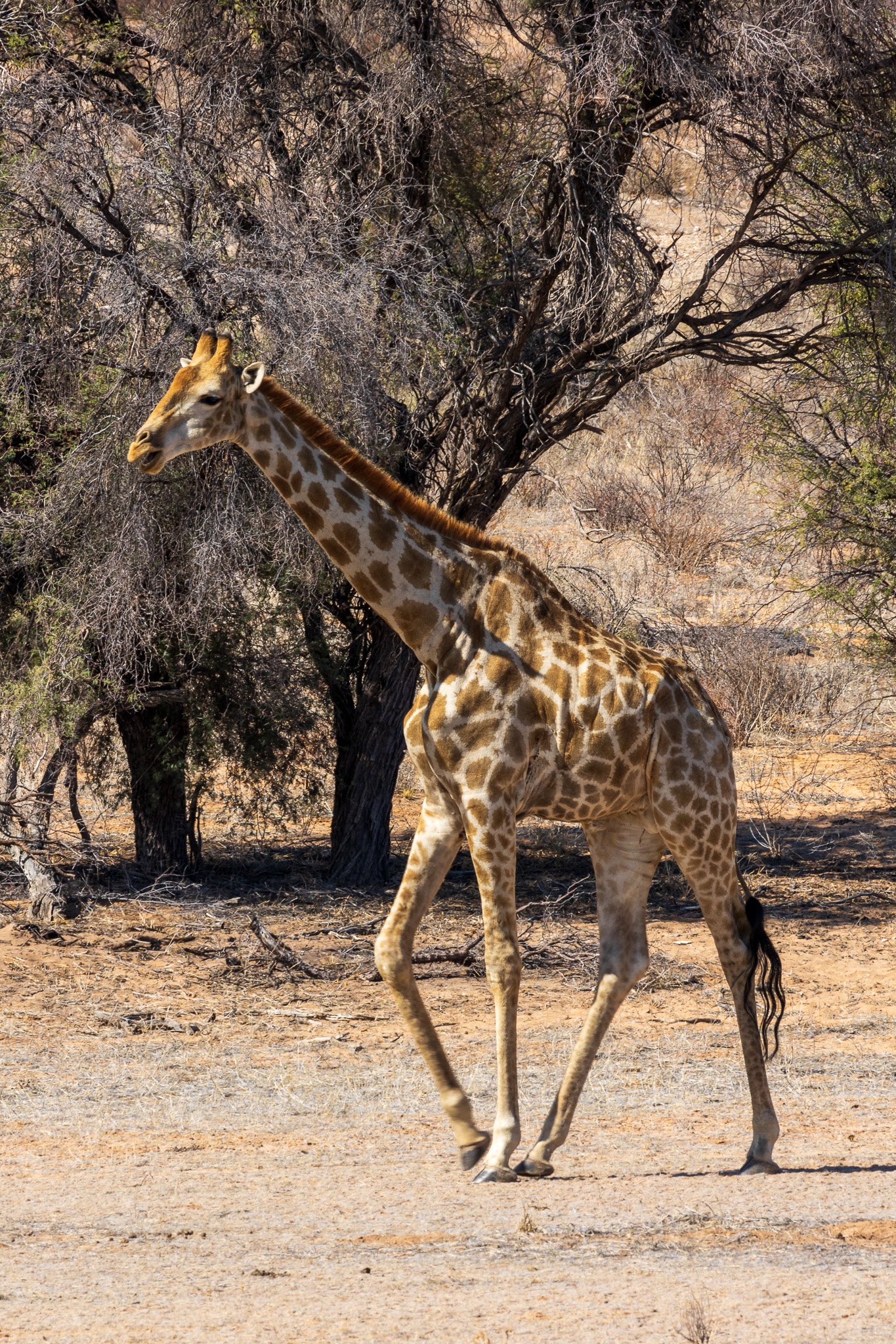 _namibia23ago27149.jpg