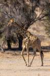 _namibia23ago27149_small.jpg