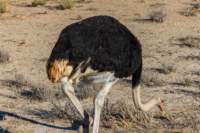 _namibia23ago2714_small.jpg