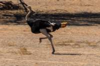 _namibia23ago27151_small.jpg