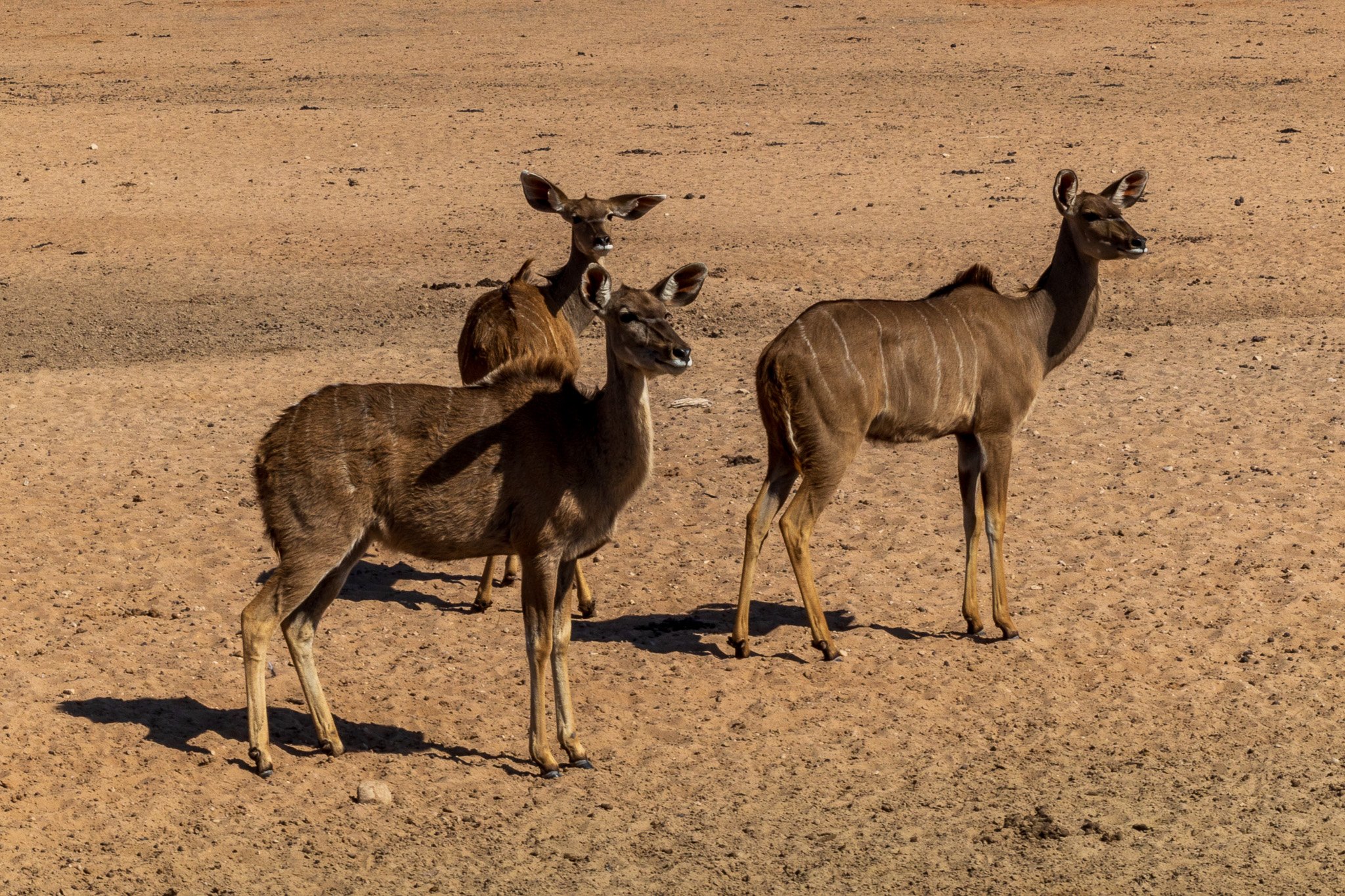 _namibia23ago27154.jpg