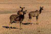 _namibia23ago27154_small.jpg