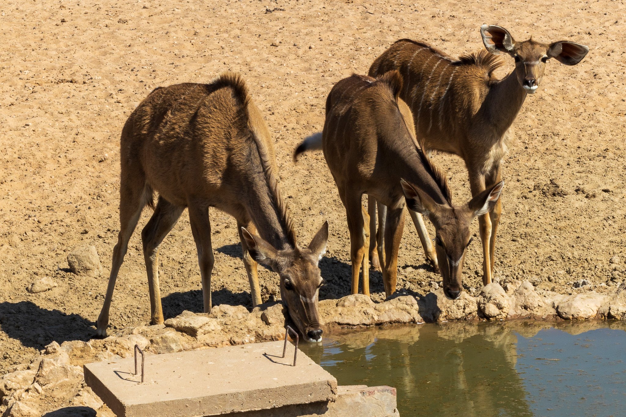 _namibia23ago27155.jpg