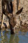 _namibia23ago27158_small.jpg