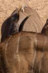 _namibia23ago27163_small.jpg