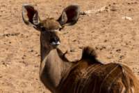_namibia23ago27164_small.jpg