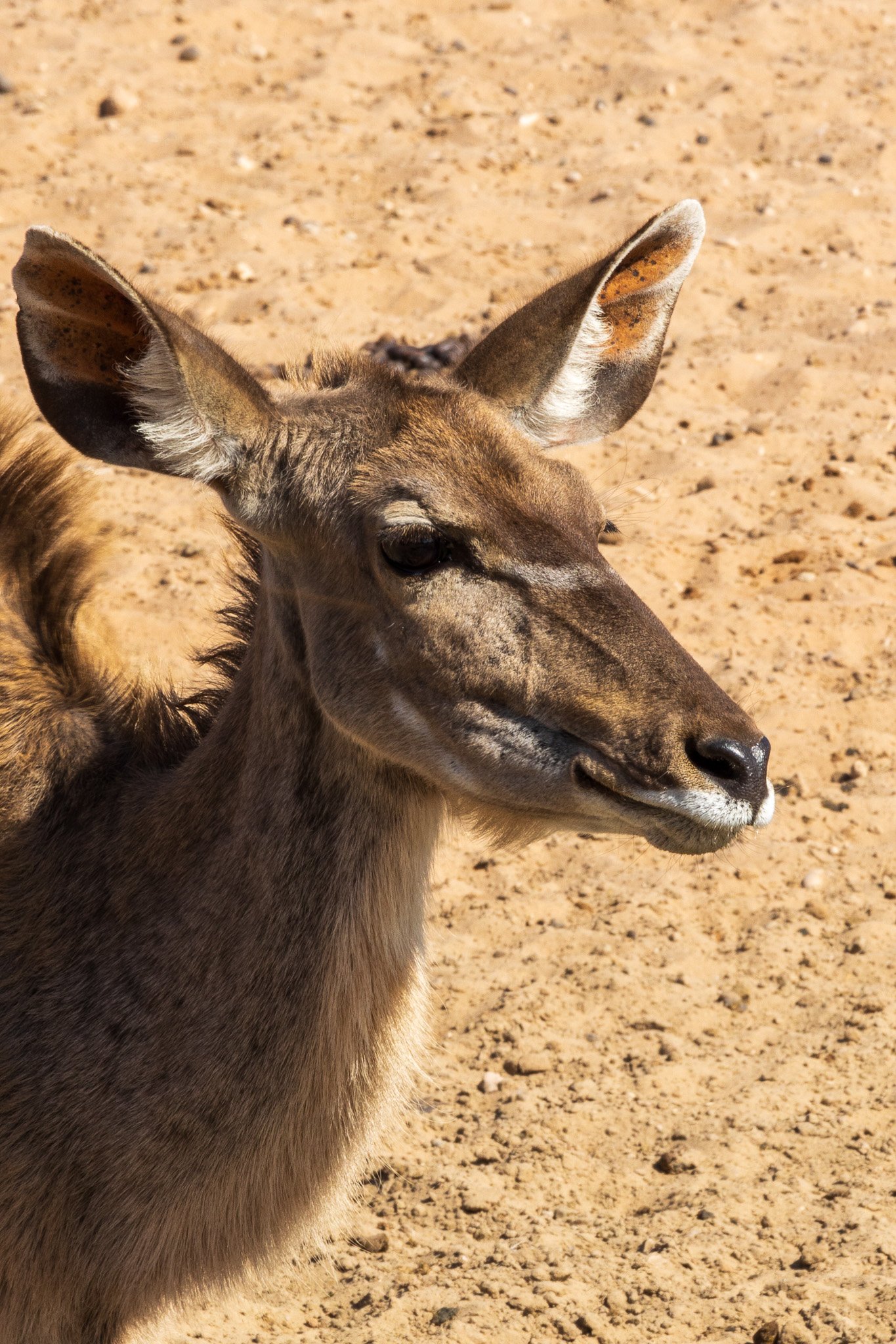 _namibia23ago27166.jpg
