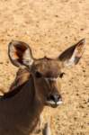 _namibia23ago27167_small.jpg