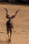 _namibia23ago27169_small.jpg