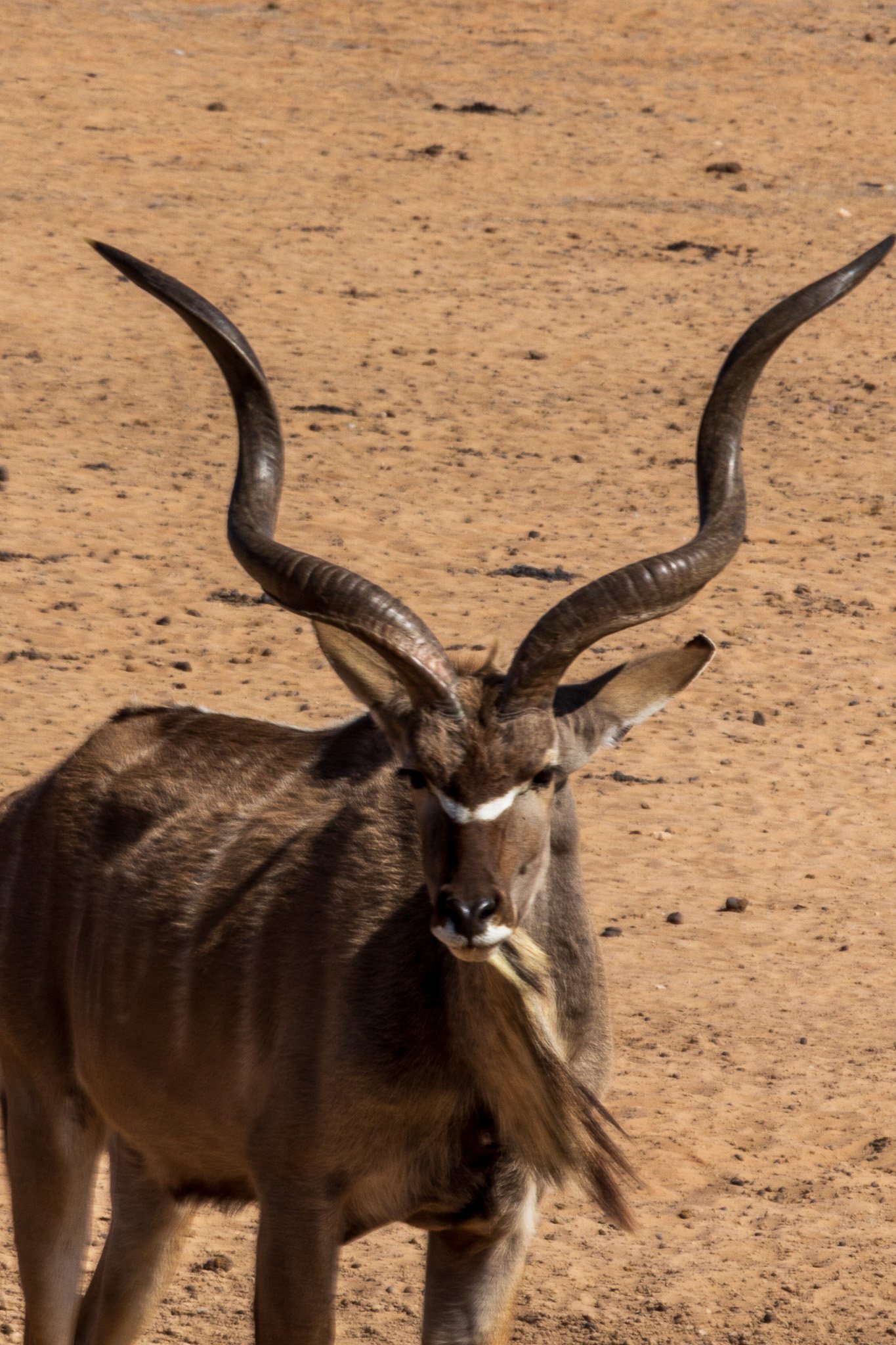 _namibia23ago27170.jpg