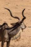 _namibia23ago27171_small.jpg