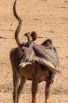 _namibia23ago27172_small.jpg