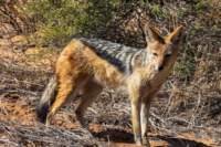 _namibia23ago27173_small.jpg