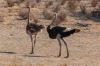 _namibia23ago27174_small.jpg
