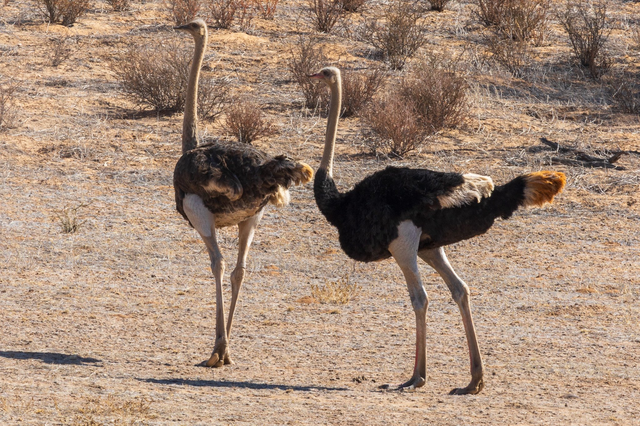 _namibia23ago27175.jpg