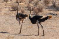 _namibia23ago27175_small.jpg
