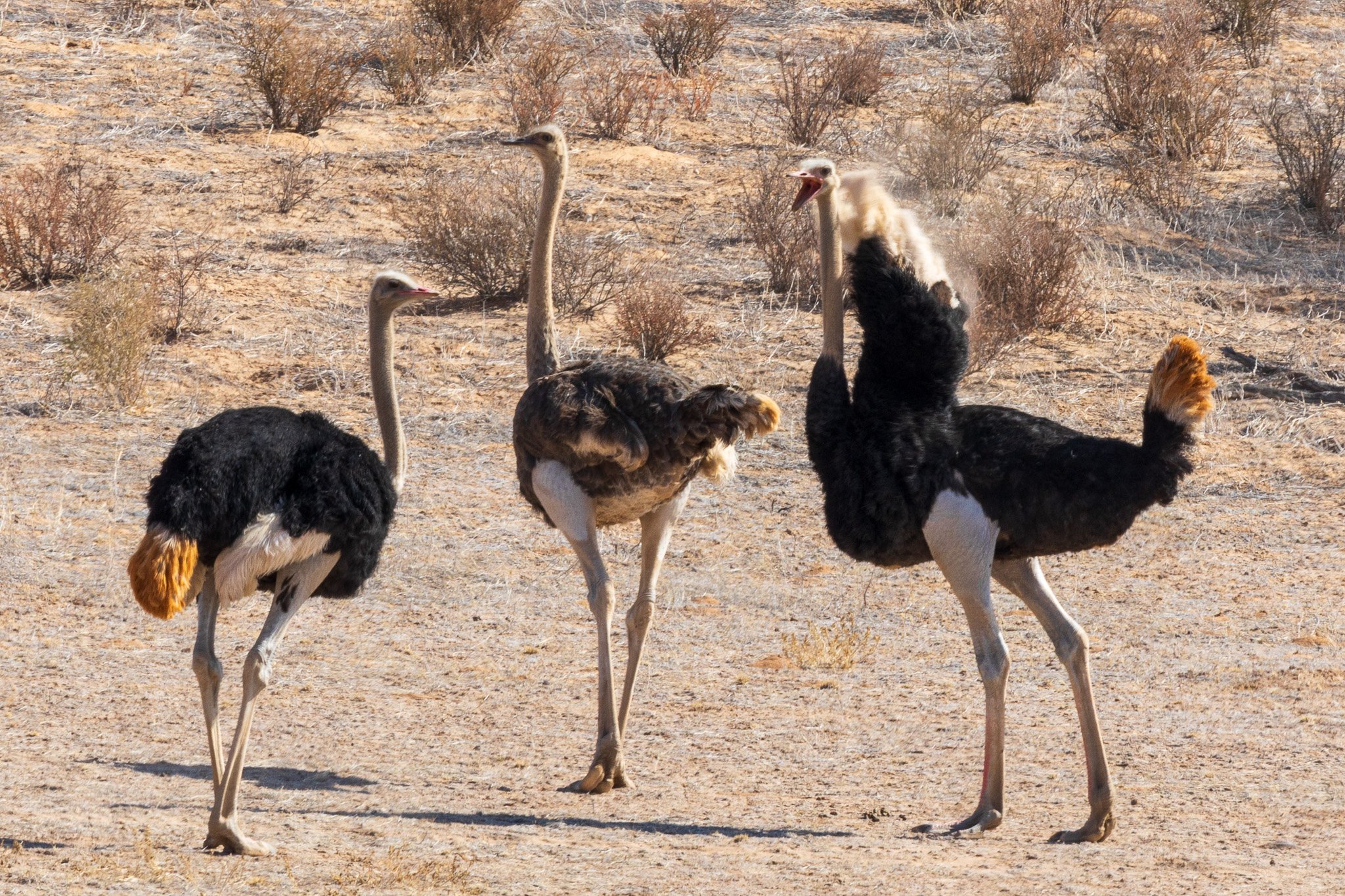 _namibia23ago27176.jpg