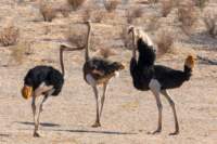 _namibia23ago27176_small.jpg