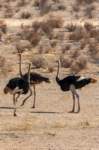 _namibia23ago27177_small.jpg