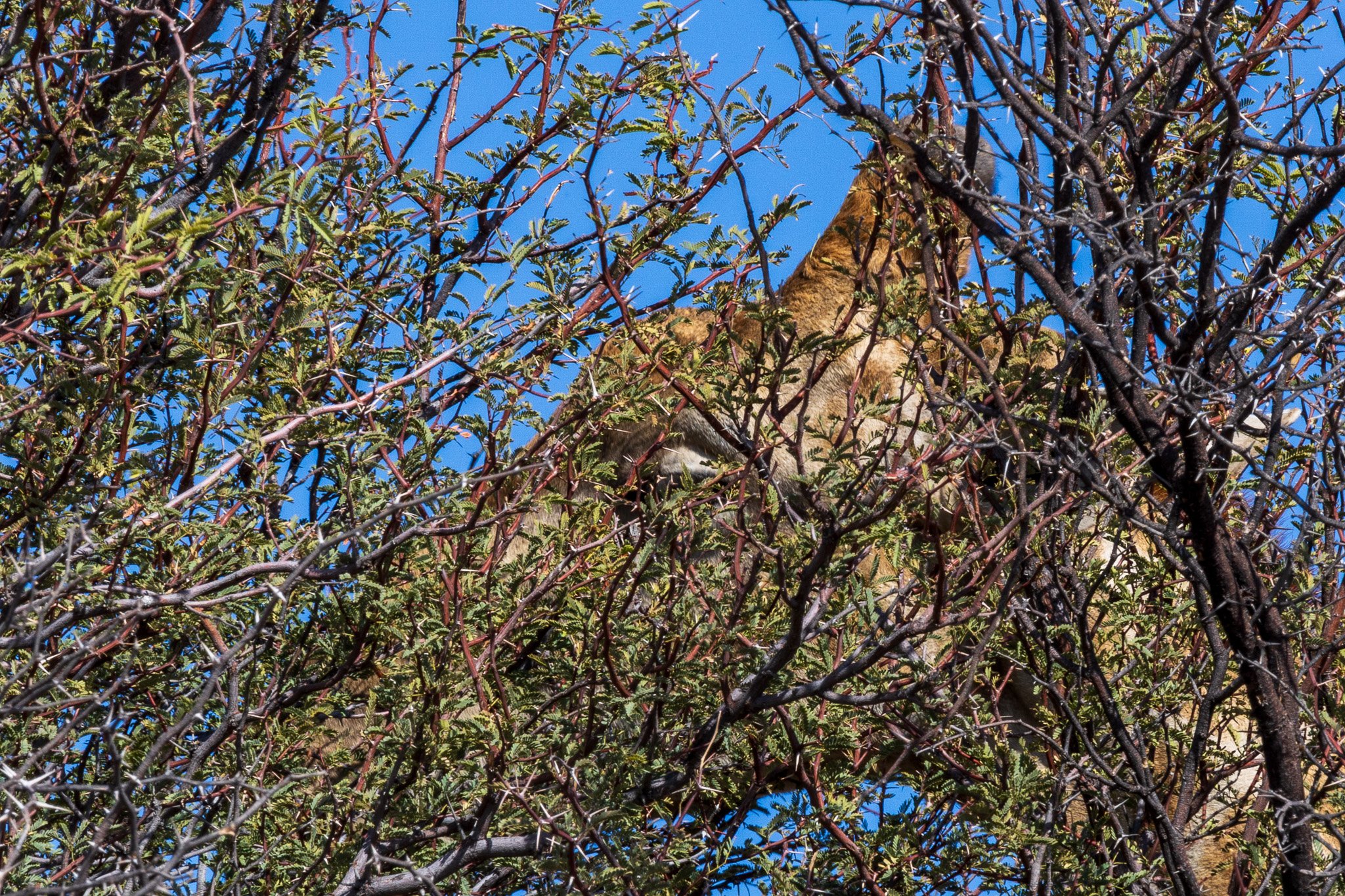 _namibia23ago27178.jpg