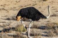 _namibia23ago2717_small.jpg