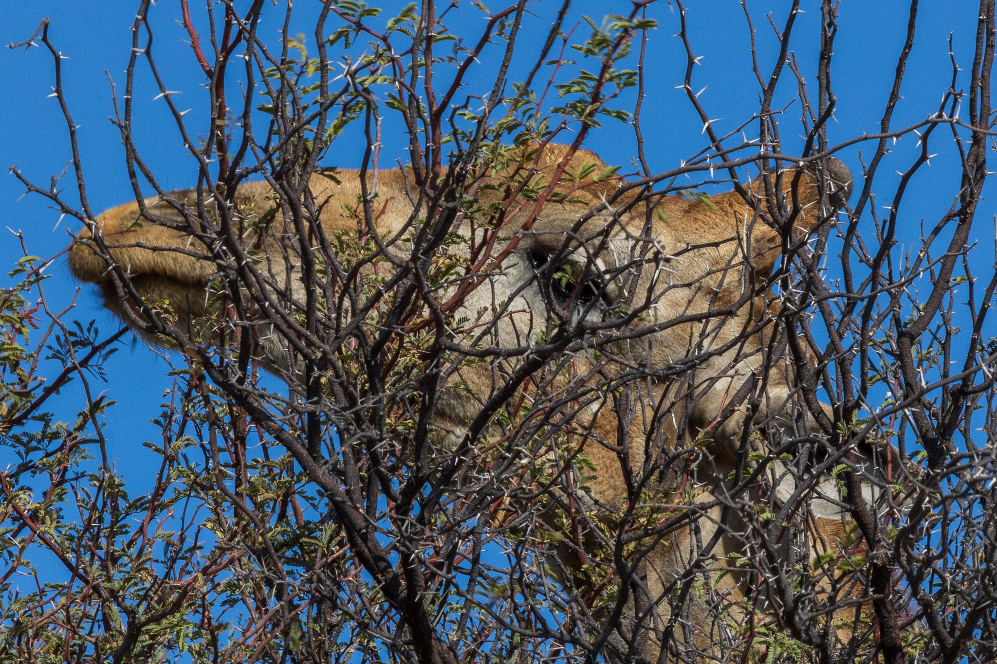 _namibia23ago27181.jpg