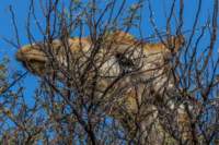 _namibia23ago27181_small.jpg