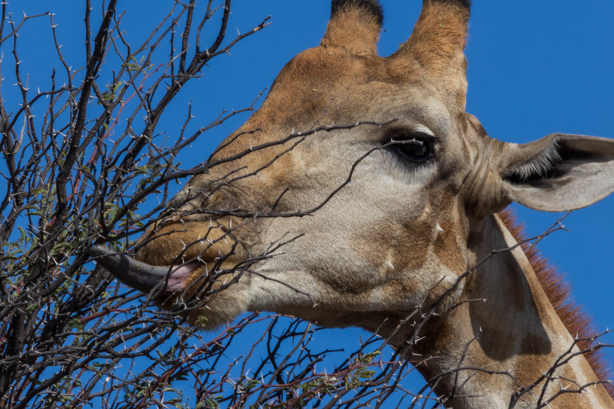 _namibia23ago27184.jpg