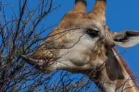 _namibia23ago27184_small.jpg