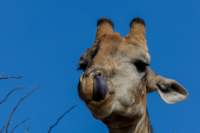 _namibia23ago27185_small.jpg