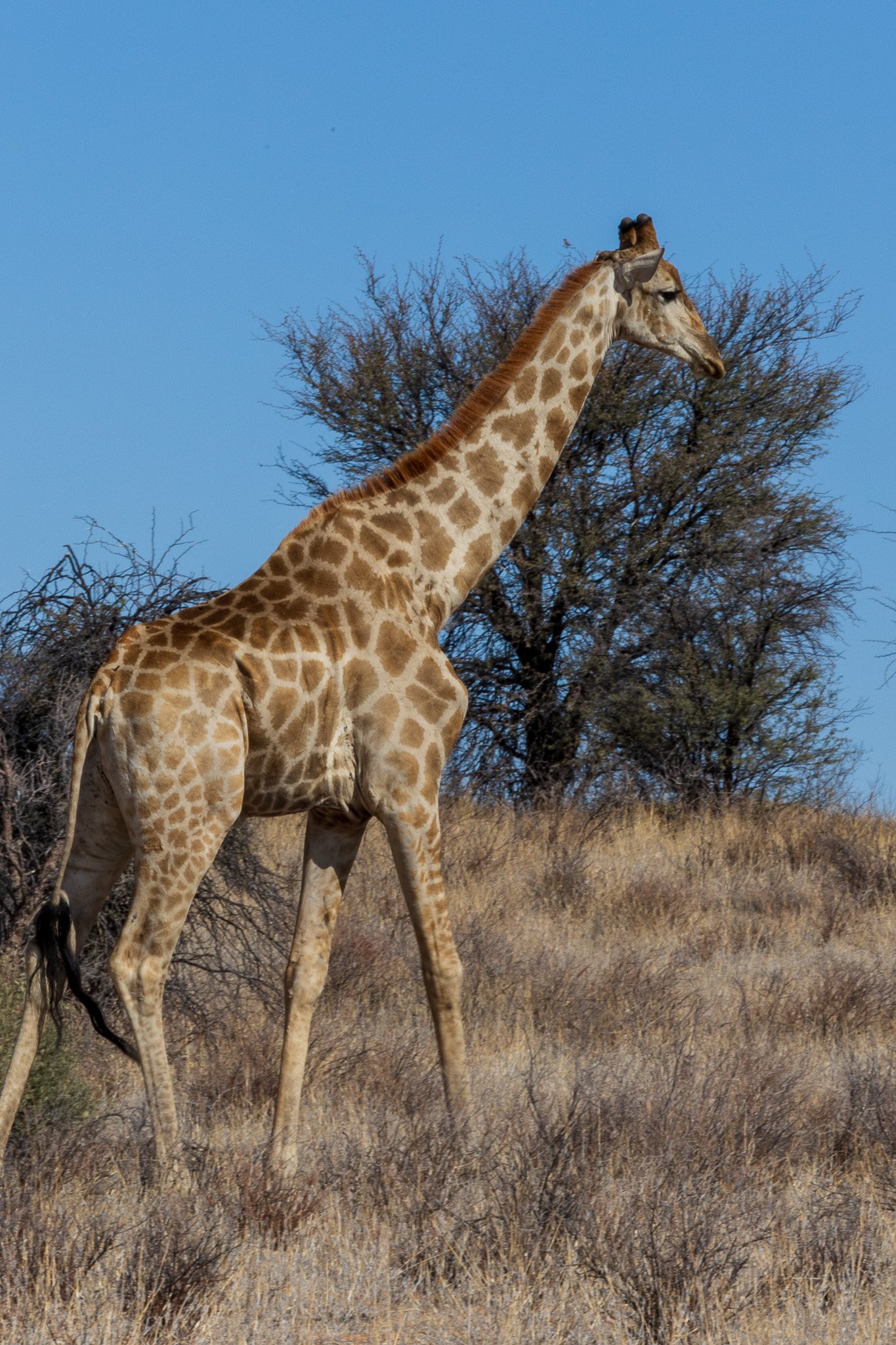 _namibia23ago27187.jpg