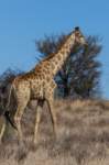 _namibia23ago27187_small.jpg