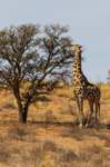 _namibia23ago27188_small.jpg