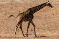_namibia23ago27189_small.jpg